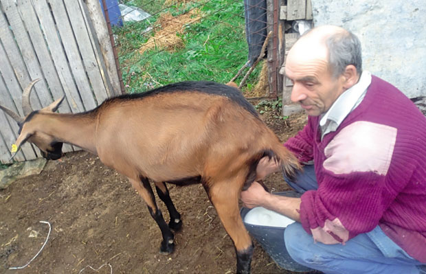 Од једне алпинке направили стадо